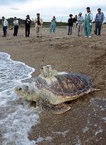 Artificially raised sea turtle released to open sea